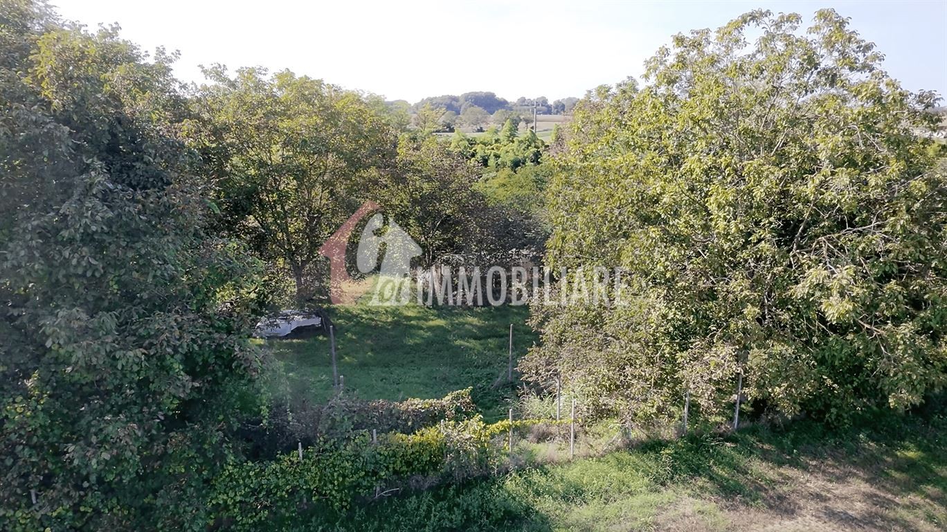 Vigneto di oltre 5000mq alle porte di Casalmaggiore